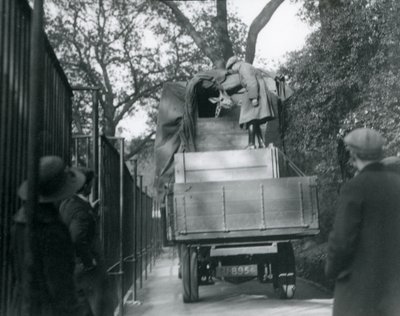 Eine junge Giraffe kommt im London Zoo an, Mai 1923 von Frederick William Bond